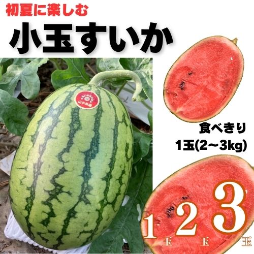 【ふるさと納税】【5月中旬～6月上旬発送】山中農園の小玉スイカ 【姫まくら】（1玉or2玉or3玉) 1玉 2玉 3玉 フルーツ 季節限定 春 産地直送 完熟 甘い こだま 西瓜 すいか 山中農園/高知県 奈半利町