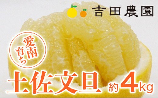 【先行予約】数量限定  土佐文旦 4kg 8000円 みかん 文旦 ぶんたん 国産 産地直送 農家直送 期間限定 ビタミン 特産品 人気 限定 さわやか 甘い フルーツ 果物 果実 柑橘 蜜柑 糖度 果樹園 おいしい 愛媛 みかん ブランド オレンジ 大小 サイズ ミックス ゼリー ジュース マーマレード 果肉 歯ごたえ 先行 予約 事前 受付 吉田農園 愛南町 愛媛県