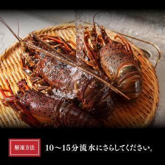 【訳あり】冷凍伊勢海老1kg（2～7尾）【 魚介類 えび 伊勢えび イセエビ】[C01706]