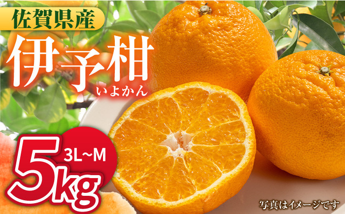 
            【1月中旬～2月下旬発送】甘酸っぱくておいしい！佐賀県産 みかん 「伊予柑（いよかん）」 蜜柑 ミカン みかん  5kg 吉野ヶ里町/リエンサーク [FCC008]
          