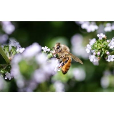 ふるさと納税 久慈市 「平庭高原はちみつ(百花)600g」国産 純粋 非加熱 無加糖 無添加 はちみつ |  | 01