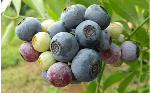 ブルーベリー 1.8kg   ( 300g 6パック ) 生 手摘み 新鮮 完熟 冷蔵 農薬 栽培期間中 不使用 果物 フルーツ 国産 産地直送 農家直送 産直 夏 7月 8月 発送 くだもの アントシアニン 茨城 茨城県 石岡市 (G216)