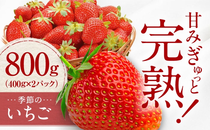 
                  【先行予約】季節のイチゴ詰め合わせ 400g×2パック ＜2026年4月下旬以降発送＞ ／ いちご イチゴ 苺 果物 フルーツ 国産 産地直送 農家直送【周年観光農園エコファームうちこ】 [BKBW002]
                