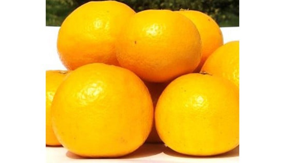 山本農園のニューサマーオレンジ （初夏の味） 4.5kg 