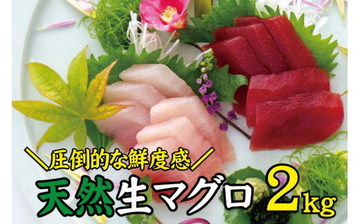 
天然 キハダ（もしくはメバチ） 生まぐろ 大容量2kg 鮮度抜群の生まぐろをお届けします / 生鮪 鮪 マグロ 生まぐろ キハダマグロ 刺身
