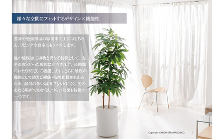 次世代型インテリアグリーン　DiamondPlants　Grande【リビング 寝室】 ナノダイヤモンド 触媒 コーティングして 抗菌 抗ウィルス 消臭 防カビ 抗酸化作用 植物  トネリコ・ホワイト