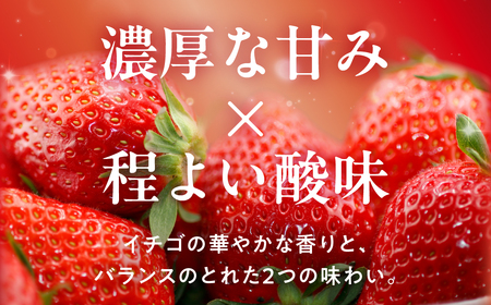 ≪先行予約≫ 厳選 あまイチゴ 約1kg パックいちご いちご イチゴ 苺 甘い 高糖度 糖度 フルーツ 果物 旬 旬の果物 旬のフルーツ おやつ ビタミン いちご狩り イチゴジャム 紅ほっぺ または