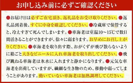 配送地域限定【※指定日必須 】活車海老（養殖） 計500g（10尾-20尾） [41ABAI002]