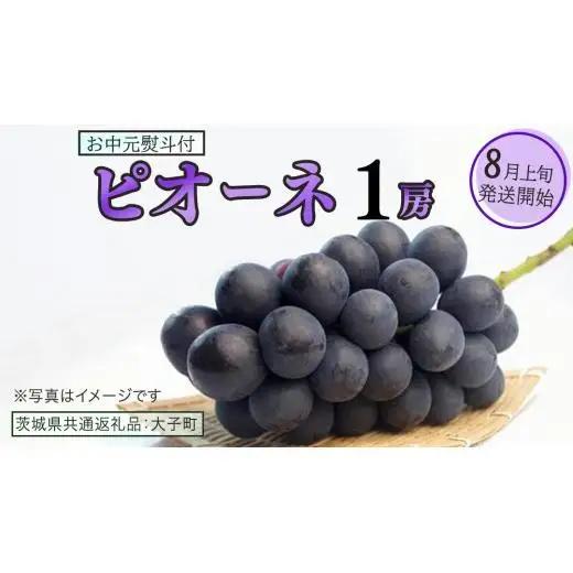 【 お中元 熨斗付き 】 ピオーネ １房 【2026年8月上旬発送開始】(茨城県共通返礼品：大子町) 