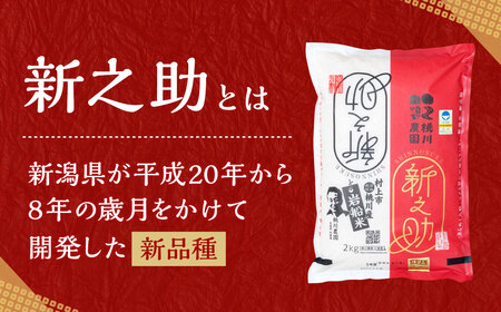 【精米即日発送】【令和7年産米】新潟県村上市桃川産 特別栽培米 新之助 8kg　AB4037