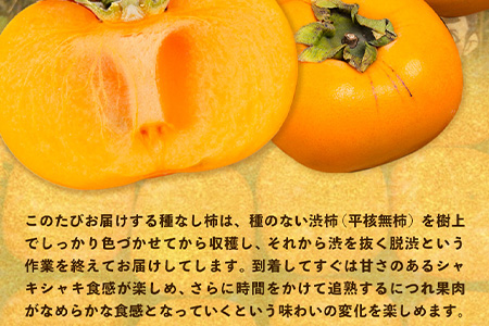 【訳あり】まーくん家のたねなし柿 2kg かき 種なし きただ農園まーくん家 《2025年9月下旬-10月末頃出荷》 和歌山県 紀の川市
