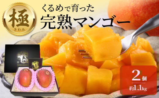 極　完熟マンゴー（2玉：約1.1kg）_完熟マンゴー 2玉 約 1.1kg 久留米産 平均糖度 17度～18度 完熟 マンゴー 2025年 6月下旬より 順次お届け 国産 フルーツ トロピカルフルーツ 果物 デザート 冷蔵 クール便 お取り寄せ お取り寄せフルーツ 福岡県 久留米市 送料無料_Fm018