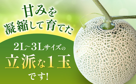 メロン 8月納品 静岡県産 アールスメロン 箱入り 1玉(約1.5kg) 果物 くだもの 果実 養液栽培 ポット 希少 甘み 島田市 静岡県