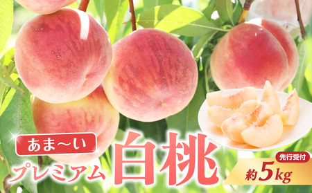 ≪先行受付≫ 甘～い プレミアム白桃 約5kg【2026年8月中旬頃～発送予定】 060-015