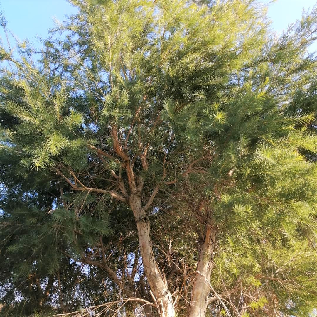 ティートリーの木。その昔、オーストラリアの原住民たちが身体のケアで使用してきた歴史があるハーブ。