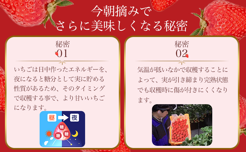 【 いちご１２月から計6回定期便 】 ◆古都華　約３００g×２パック×６回 ◆ 【今朝摘みの丸笑いちご園】 ／ フルーツ いちご 苺 イチゴ 果物 くだもの 新鮮 完熟 朝採り 高級 希少品種 甘い 