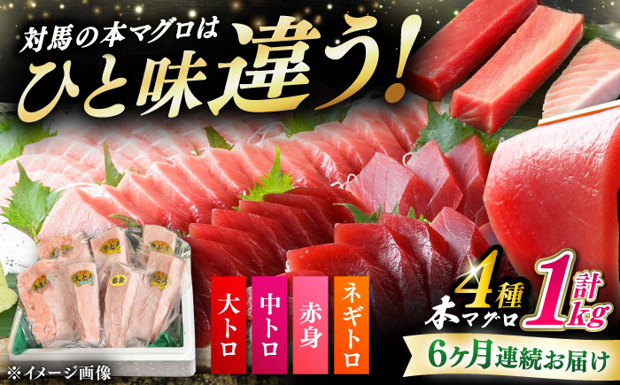 【全6回定期便】対馬産 本マグロ 4種 計1kg（赤身/中トロ/大トロ/ネギトロ）《対馬市》【対海】[WAH007] マグロ まぐろ 鮪 本鮪 本マグロ 養殖 トロ 中トロ 中とろ 大トロ 大とろ 赤身 ねぎとろ ネギトロ たたき 刺身 冷凍 海鮮 魚 柵 お祝い 贈答 定期便 毎月届く