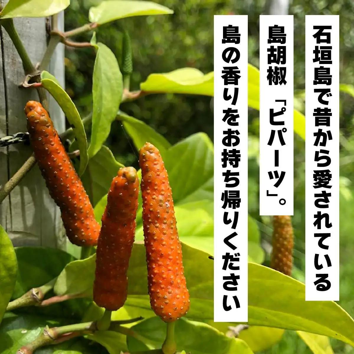 ガリガリ粗挽きピパーツ 石垣島産「島胡椒」詰替（3袋）IN-02