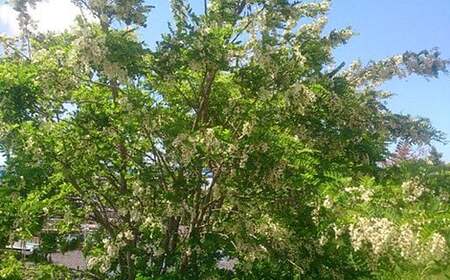【定期便 3回】純国産 アカシアはちみつ 260g｜非加熱 純粋 天然 蜂蜜 単花蜜 アカシヤ ハチミツ ギフト｜千葉県 君津市
