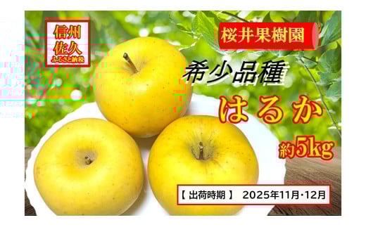 長野県産りんご『はるか』 家庭用 約5kg（18～23玉入）〈2025年11・12月出荷／沖縄・離島は配送不可〉信州 果物 旬彩 先行予約 期間限定 国産  【 はるか りんご リンゴ 林檎 長野県 佐久市 桜井果樹園 旬彩】