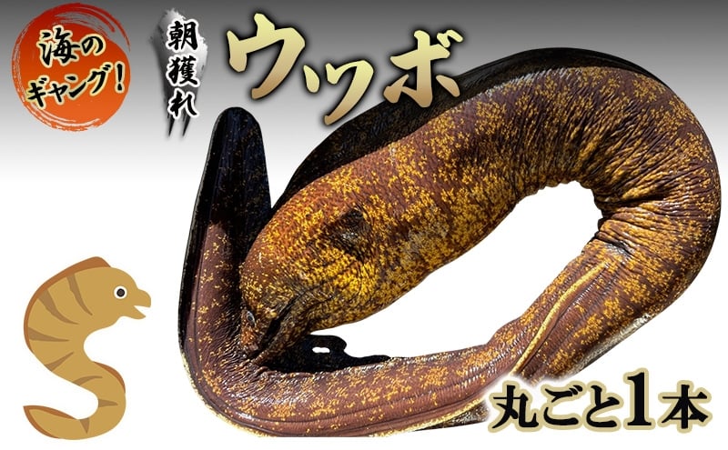 
            海のギャング 朝獲れウツボ！ 丸ごと1本 ウツボ うつぼ タタキ 唐揚げ 冷蔵 煮付け 酢の物 味噌つけ 酒のつまみ おかず 河津町 静岡県 [№5227-0575]
          