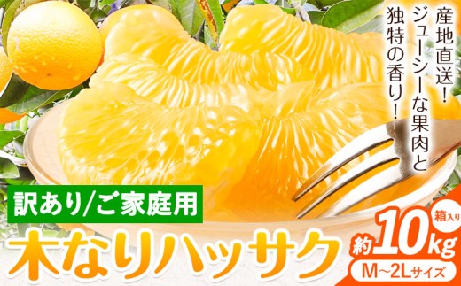 【2026年先行予約】訳あり 木なり ハッサク 約10kg (M～2Lサイズ) 笑いの里のTommyファーム《2027年3月上旬-末頃出荷》和歌山県 日高川町 はっさく みかん 八朔 ご家庭用 旬 柑橘 フルーツ 果物 ミカン 柑 産地直送 箱入り わけあり