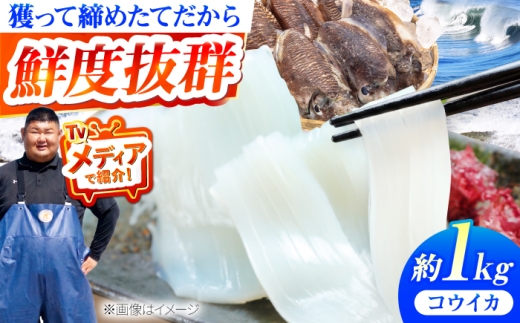 【先行予約】豊前海産「 コウイカ 」約1kg (3～5杯)【2027年3月下旬以降順次発送】《築上町》【明青丸】 [ABCB001] イカ いか 刺身 烏賊 こういか kouika ika スミイカ 海鮮 魚介類 天ぷら 煮物 姿造り ギフト 贈り物 贈答用 人気 おすすめ 17000 17000円 1万7千円