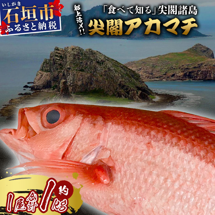 【予約受付】高級ブランド魚 尖閣赤マチ 1尾 約1kg 下処理済【沖縄三大高級魚】尖閣諸島 刺身 焼魚 煮物 鮮魚 冷凍 ムニエル 天然 洋食 和食 白身魚 高級魚 GK-003