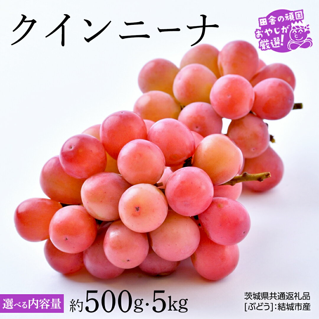 【ふるさと納税】＼ 選べる房数 ／ クインニーナ 約500g×約2房 or 約5kg（約7〜10房）【2026年8月より発送開始】（茨城県共通返礼品 [ぶどう]：結城市産） ぶどう ブドウ 葡萄 果物 フルーツ 茨城県産