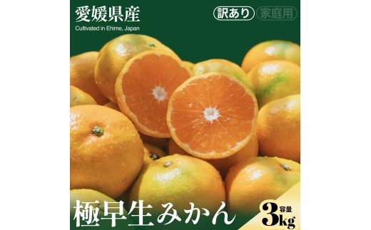 ＜極早生みかん（訳あり） 合計約3kg＞『2026年10月上旬～11月下旬迄に順次出荷予定』わけあり 訳アリ ごくわせ 蜜柑 ミカン 果汁 果物 くだもの フルーツ 柑橘 甘酸っぱい あまずっぱい すっきり 爽やかな香り NOT FARM 愛媛県 西予市 【常温】