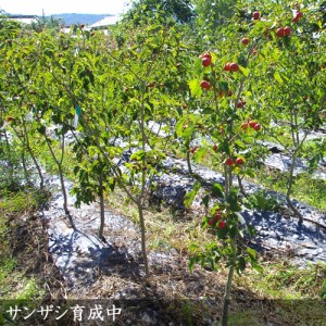 ＜すだ農園＞大苗◆ サンザシ(山査子)(品種おまかせ)[地中ポット苗]《果樹 果樹苗 健康 苗木 北京 西安》 ※2025年11月中旬～2026年5月下旬頃に順次発送予定 ※北海道・沖縄・離島への発送