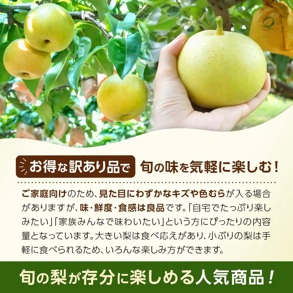 【先行予約】訳あり 二十世紀梨 5kg 梨