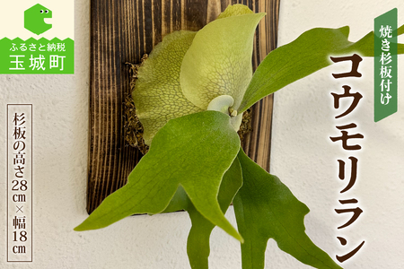 コウモリラン(ビカクシダ)焼き杉板付け[観葉植物 コウモリラン(ビカクシダ)焼き杉板付け インテリア 鉢 室内 緑 グリーン 自然 癒し 玉城町観光協会 三重県 玉城町]