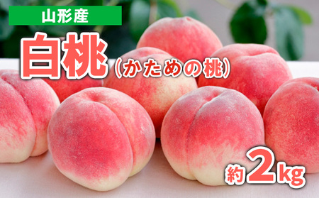 山形産 白桃 (かための桃) 約2kg 秀品【令和8年産先行予約】FS23-719 くだもの 果物 フルーツ 山形 山形県 山形市 2026年産