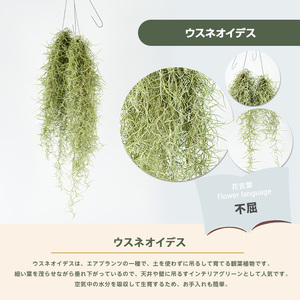 観葉植物 ウスネオイデス 45cm～55cm JAいぶすき IB165-019 観葉植物 観葉植物