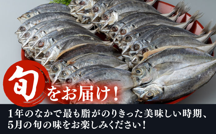 【全2回定期便】対馬 五月 真あじ 一汐干し 20枚 《 対馬市 》【 うえはら株式会社 】新鮮 アジ 干物 海産物 朝食 冷凍 [WAI112]