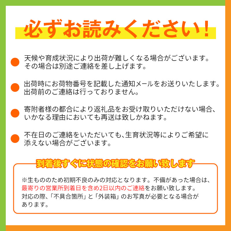 [定期便全4回] 宮崎完熟マンゴー 2Lサイズ 合計4玉 特産 国産 果物 フルーツ 旬 産地直送【E223-27】_イメージ5