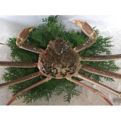 ふるさと納税 北栄町 鳥取県産　厳選!ボイル足折松葉ガニ中1枚(600〜700gサイズ) |  | 02