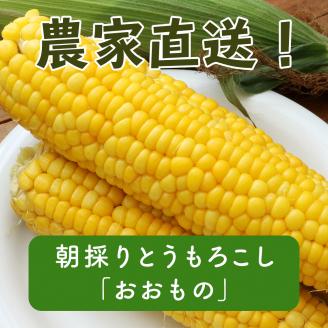 【数量限定！8月末発送予定】北海道厚真産とうもろこし『おおもの』