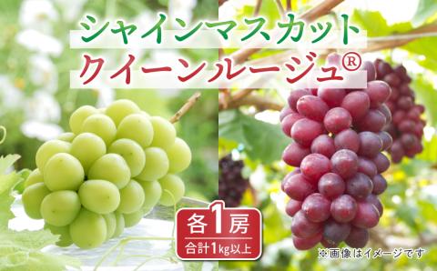 【2025年発送】東御市産クイーンルージュR?＆シャインマスカットのセット ※9月中旬?10月中旬頃発送