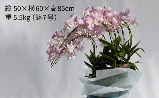 【 10セット 限定 】 デンファレ （ 洋蘭 ） 7本 立ち 糸島市 / 和饗エコファーム株式会社 蘭 洋蘭 デンファレ 花 インテリア お祝い 贈り物 [AVI002]