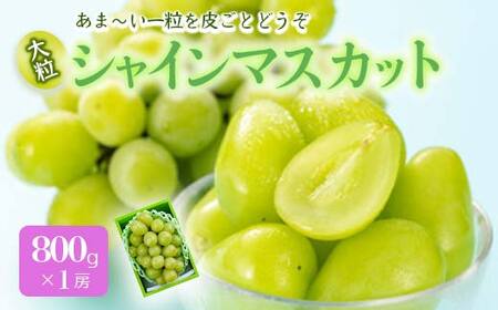 《先行予約 2026年度発送》シャインマスカット 800g 1房 マスカット ぶどう ブドウ 葡萄 デザート フルーツ 果物 くだもの 果実 食品 山形県 FSY-0512