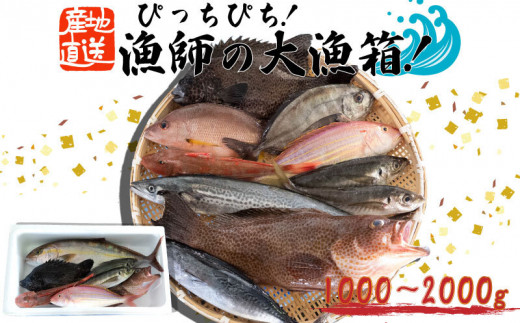 
魚 鮮魚 ボックス 1kg～2kg 旬 鮮度 抜群 おまかせ 詰め合わせ 海鮮 魚介 新鮮 高知県 須崎市 MT004
