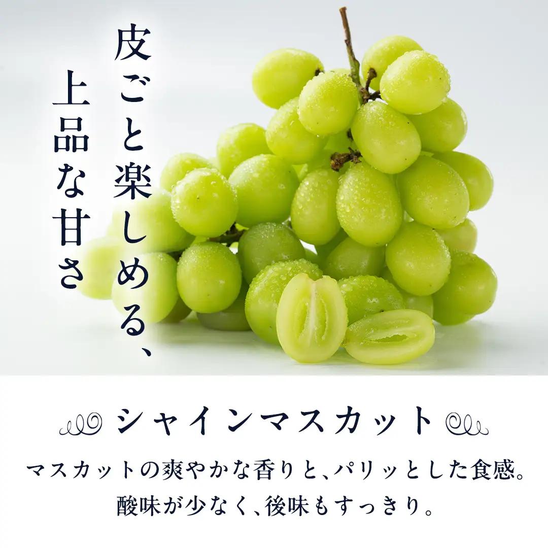 シャインマスカット と ピオーネ （各種1房ずつ） 【2026年8月より発送開始】（茨城県共通返礼品 [ぶどう]：結城市産） フルーツ 果物