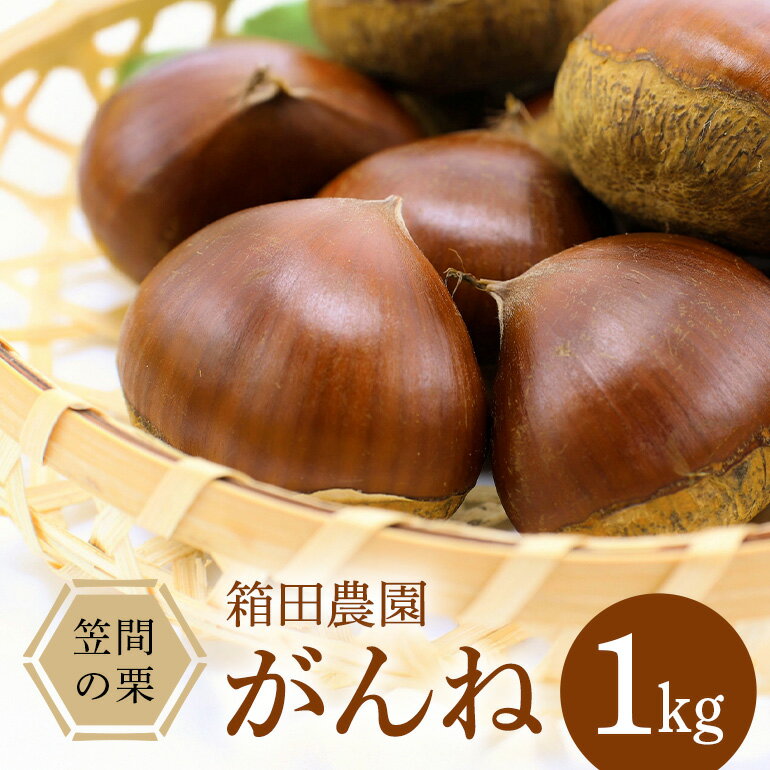 【ふるさと納税】【2026年 秋 先行予約】 笠間の栗・箱田農園の生栗「がんね 」1kg 栗 クリ くり 生栗 茨城県 笠間市 送料無料