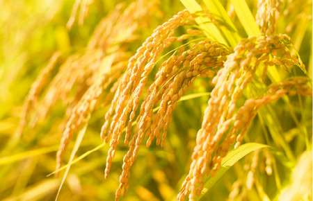 【令和7年産新米予約】ヒノヒカリ 5kg 玄米 ヒノヒカリ