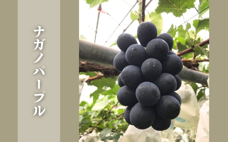 【2026年先行予約】ぶどう 3色セット(シャインマスカット/ナガノパープル/クイーンルージュ®) 約1.5kg｜ ぶどう