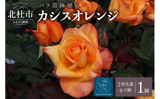 【2026年2月以降発送】バラ苗鉢植え「カシスオレンジ」 2026年2月以降発送 バラ 苗 1鉢  鉢植え 花 カシスオレンジ 四季咲き 6寸鉢 2年生苗 ガーデニング 初心者 母の日 父の日 誕生日 卒入学祝 新築祝い 記念樹 育て方ガイド How to 冊子