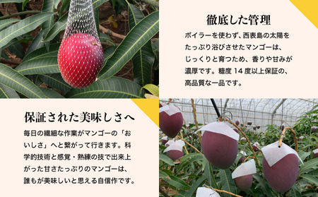 2024年 先行予約 アップルマンゴー 約700g 2玉 西表島ひらい農園 マンゴー 果物 フルーツ