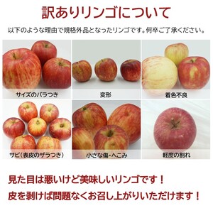 【2026年発送】ご家庭用訳ありリンゴ（サンふじ）約10kg_H085(R8)